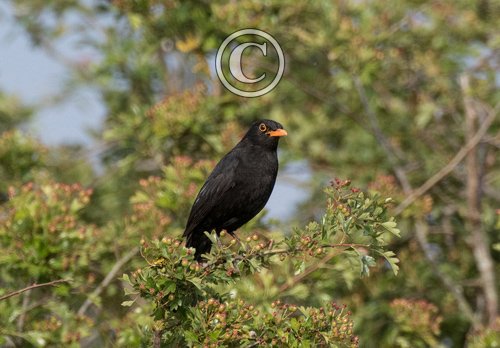 Blackbird DM1771